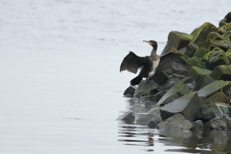 even bijkomen en drogen - Vogels - aalscholver