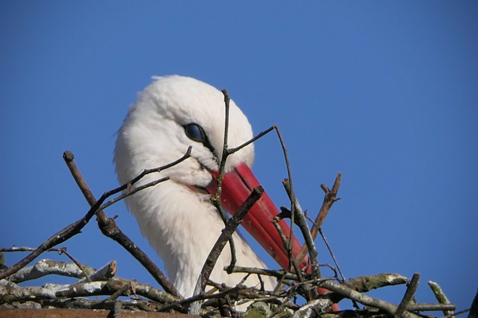 Even kijken of het allemaal past. - Vogels - Ooievaar