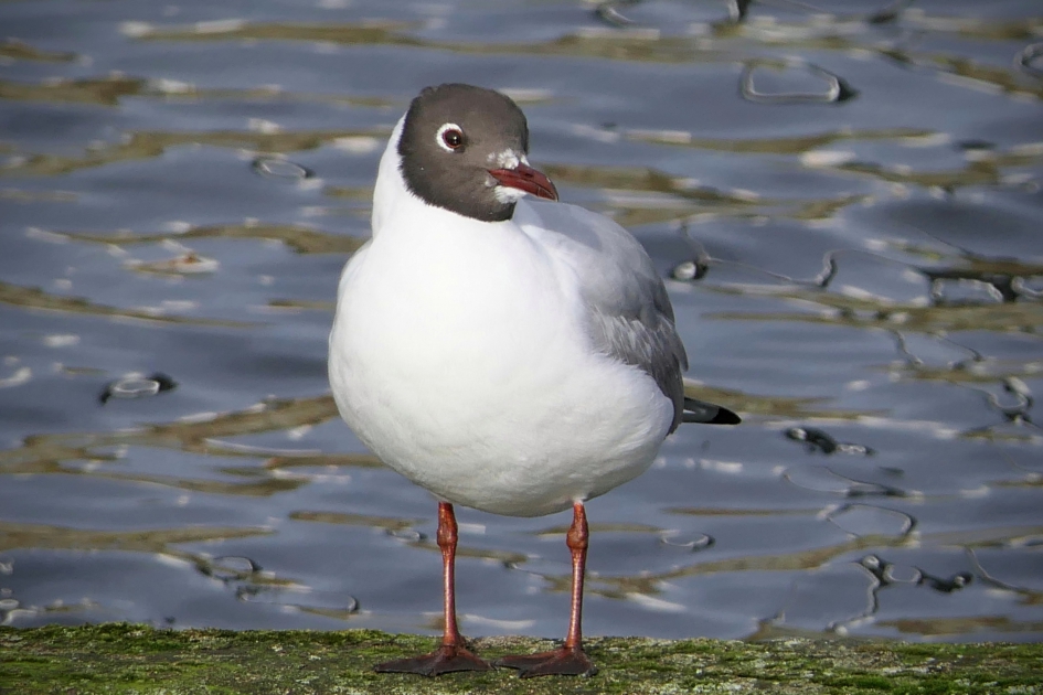 Even poseren. - Vogels - Kokmeeuw