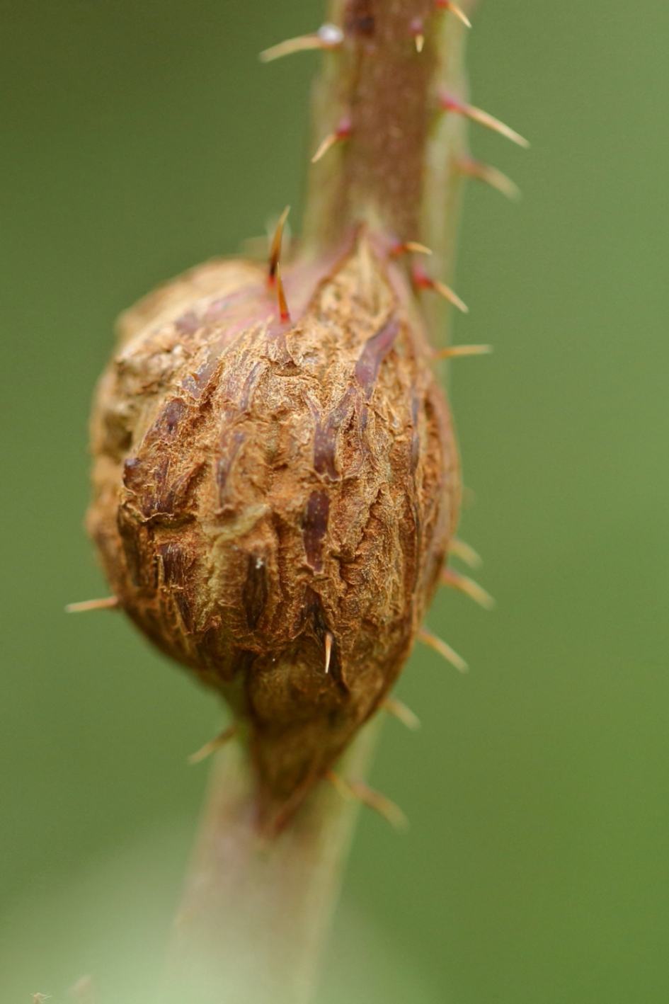 frambozentakgalmug - Geleedpotigen - frambozentakgalmug