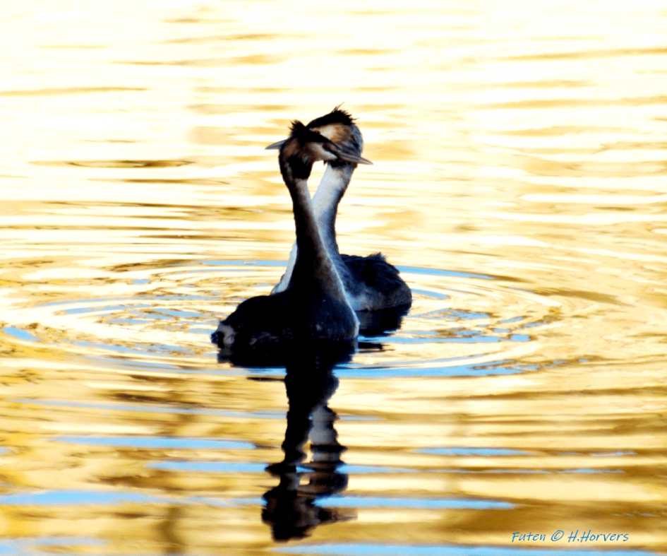 Futen - Vogels - Futen