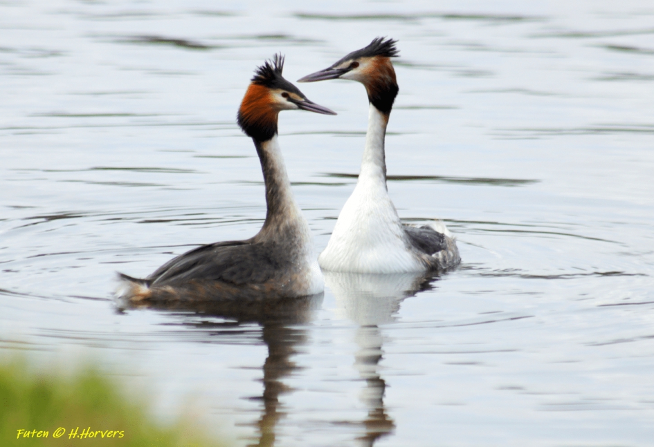 Futen - Vogels - Futen