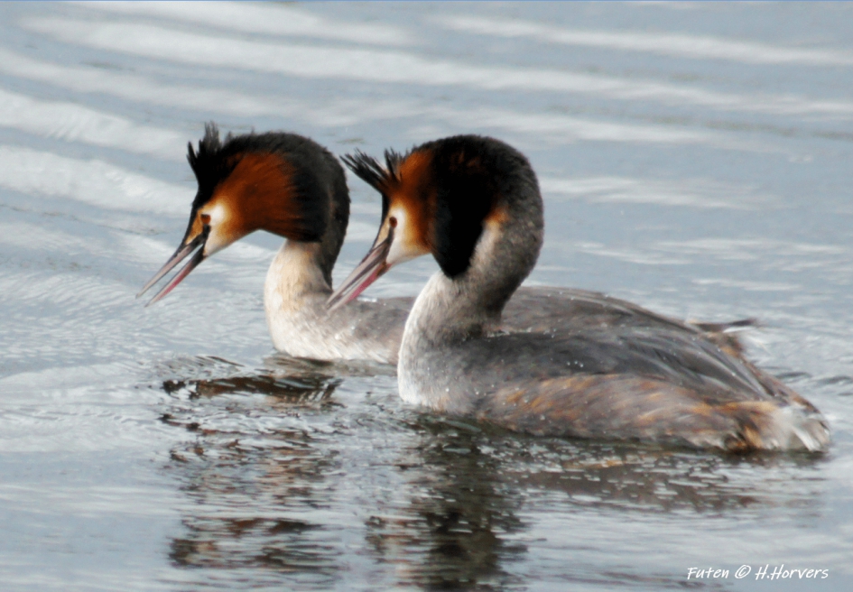 Futen - Vogels - Futen