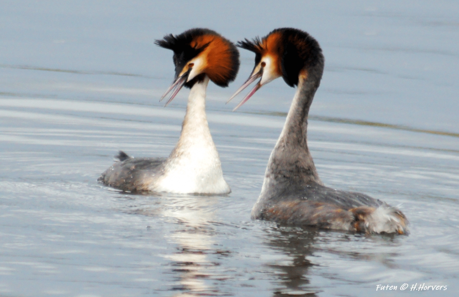Futen - Vogels - Futen