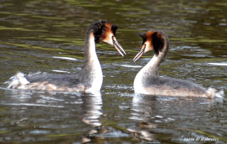 Futen - Vogels - Futen