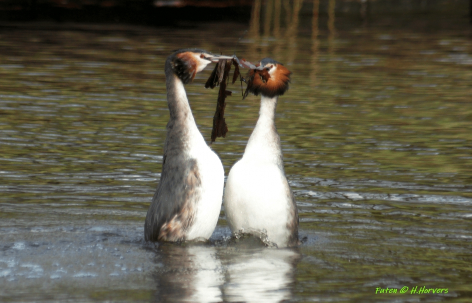 Futen - Vogels - Futen