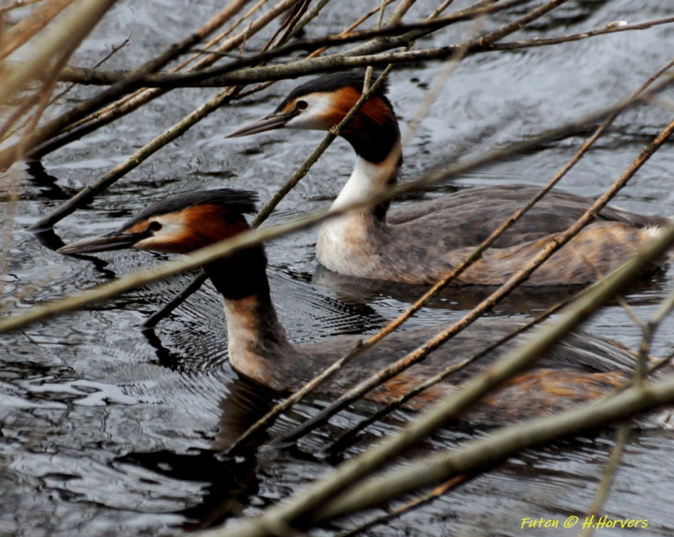 Futen - Vogels - Futen