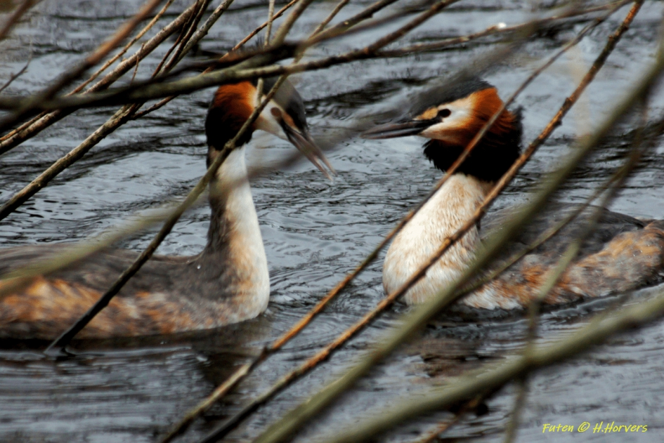 Futen - Vogels - Futen