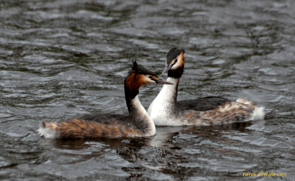 Futen - Vogels - Futen