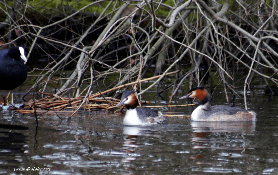 Futen . - Vogels - Futen .
