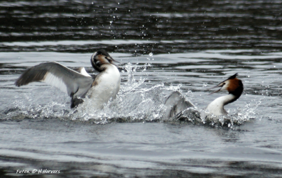 futen , knokpartijtje - Vogels - futen