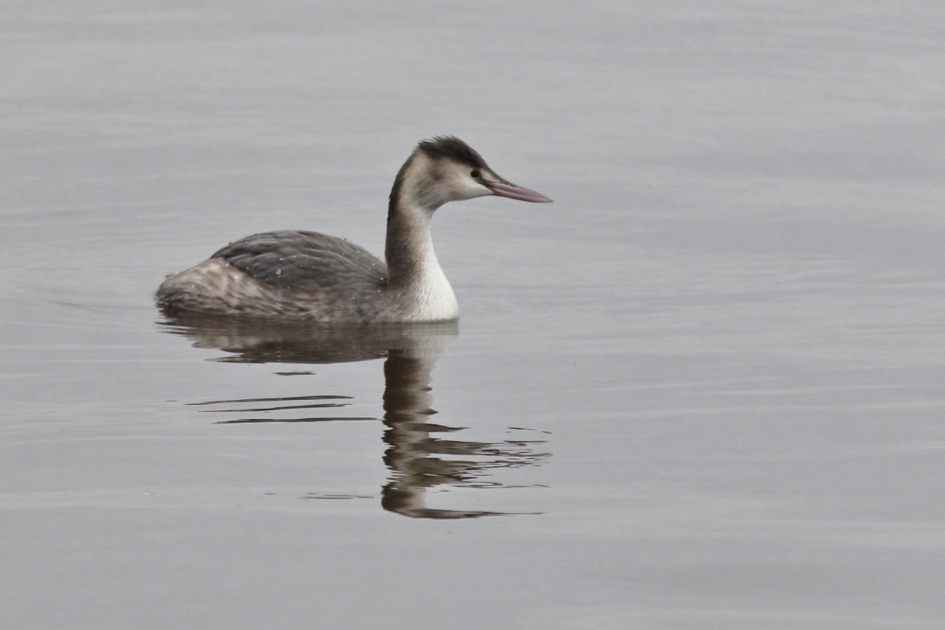 fuut - Vogels - fuut