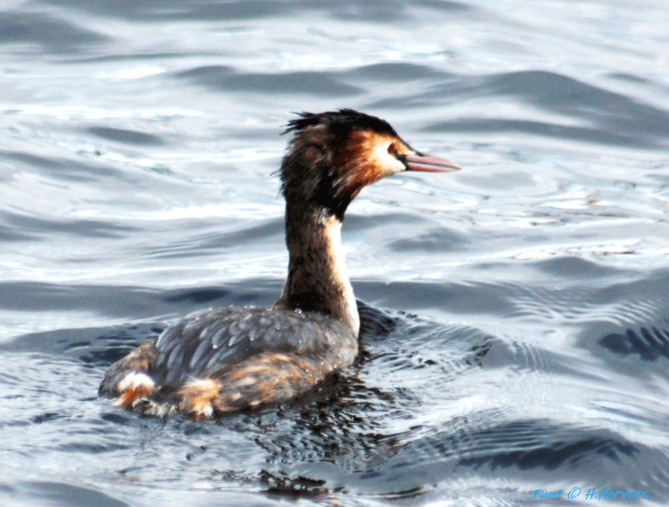 Fuut - Vogels - Fuut