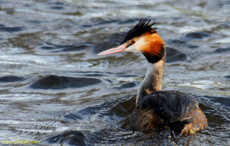 Fuut - Vogels - Fuut
