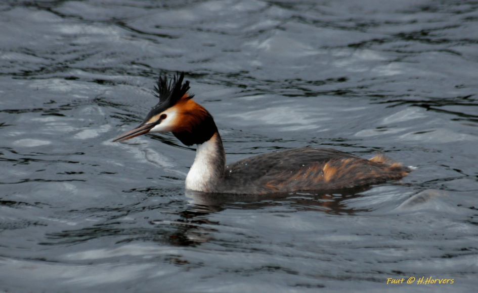Fuut - Vogels - Fuut
