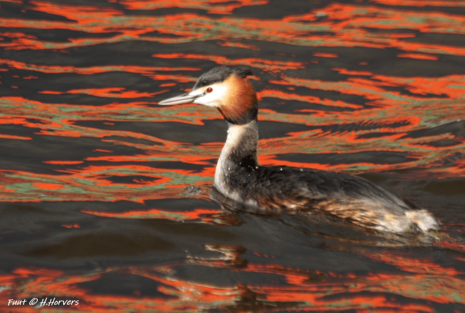 Fuut - Vogels - Fuut