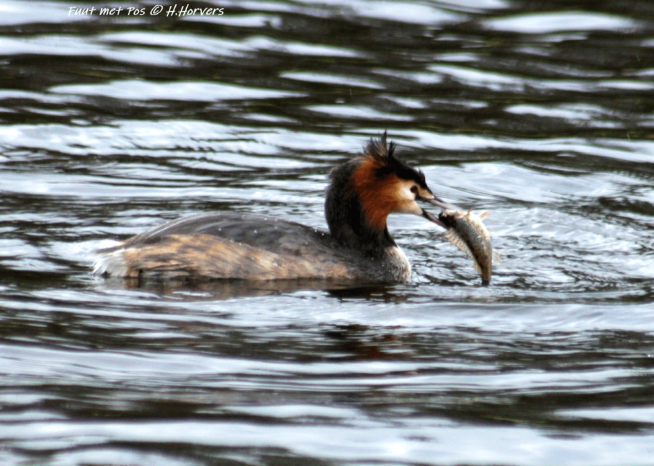 Fuut met pos - Vogels - Fuut