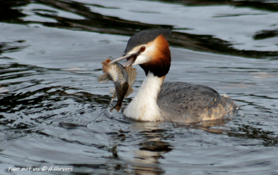 Fuut met prooi - Vogels - Fuut