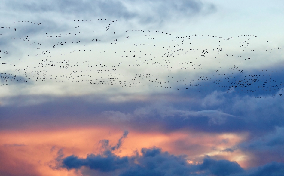 Ganzenwolk na ganzenwolk - Vogels - Gans
