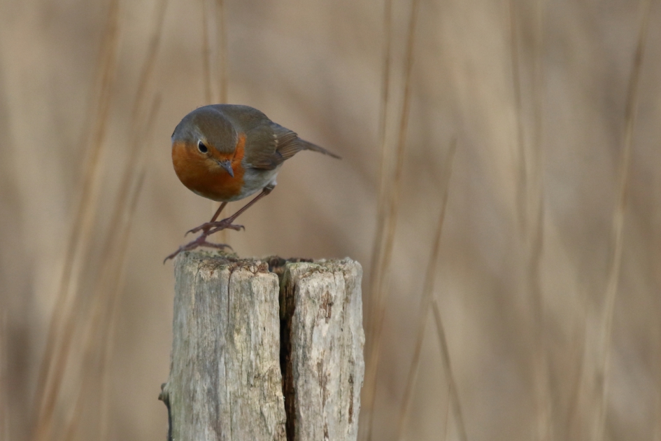 geconcentreerd - Vogels - roodborst