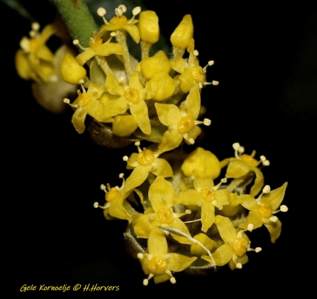 Gele Kornoelje - Cornus mas