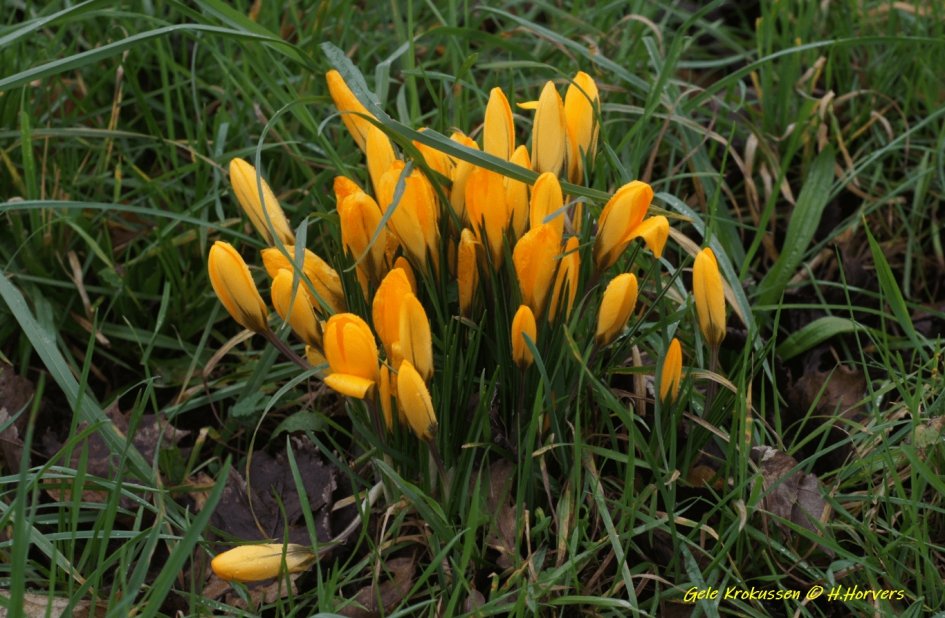 Gele Krokussen - Planten - Gele Krokussen