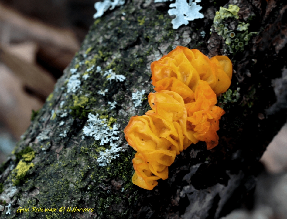 Gele Trilzwam. - Schimmels - Gele Trilzwam.