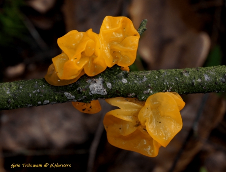 Gele Trilzwam