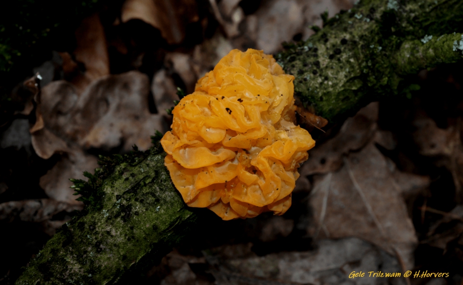 Gele Trilzwam - Schimmels - Gele Trilzwam