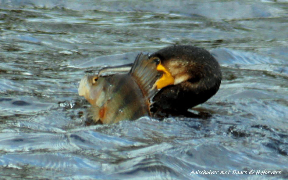 Gelukkige visser ... - Vogels - Aalscholver