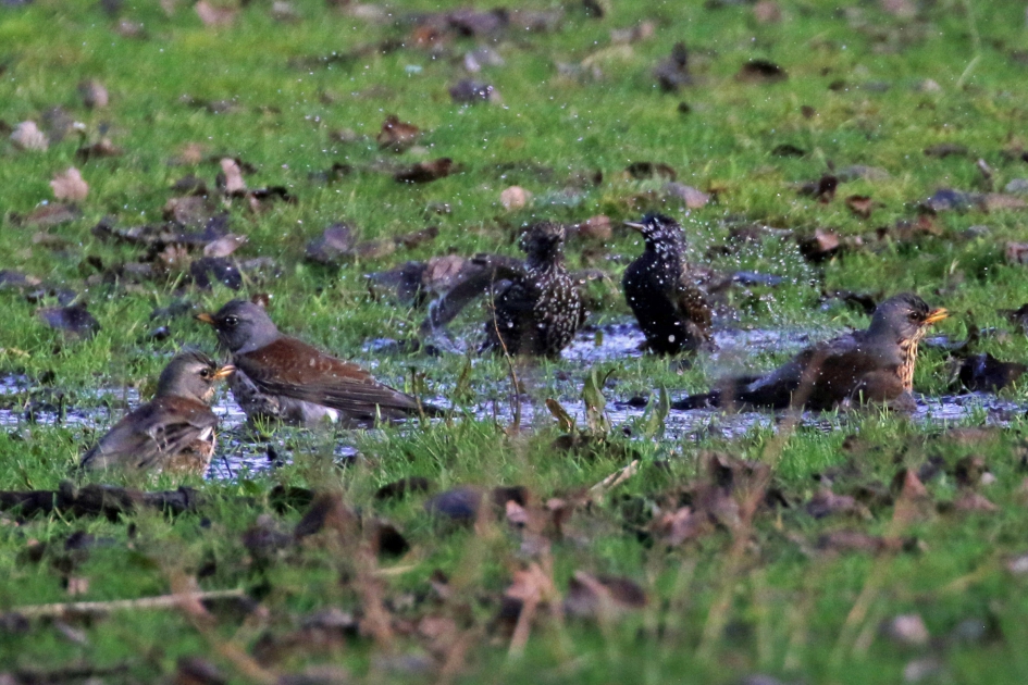 Gemengd baden - Vogels - 