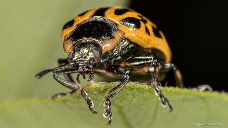 Gevlekt wilgenhaantje (Chrysomela vigintipunctata)