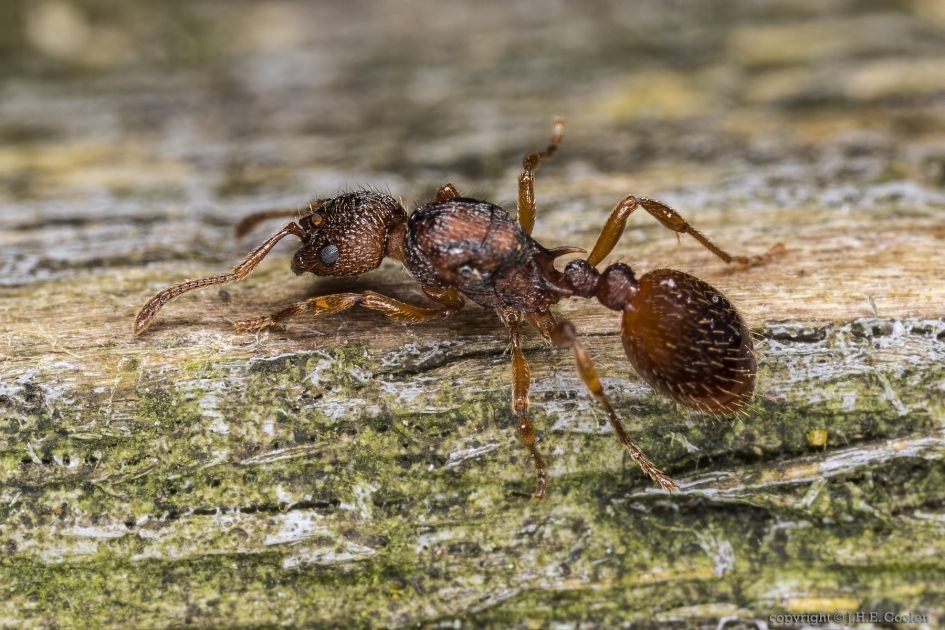 Gewone  of rode steekmier (Myrmica rubra) - Geleedpotigen - Gewone  of rode steekmier