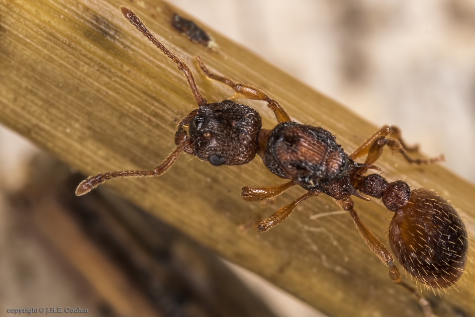 Gewone  of rode steekmier (Myrmica rubra) - Geleedpotigen - Gewone  of rode steekmier