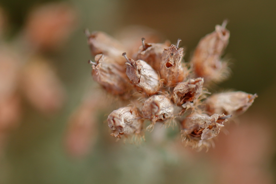 gewone dophei - Planten - gewone dophei