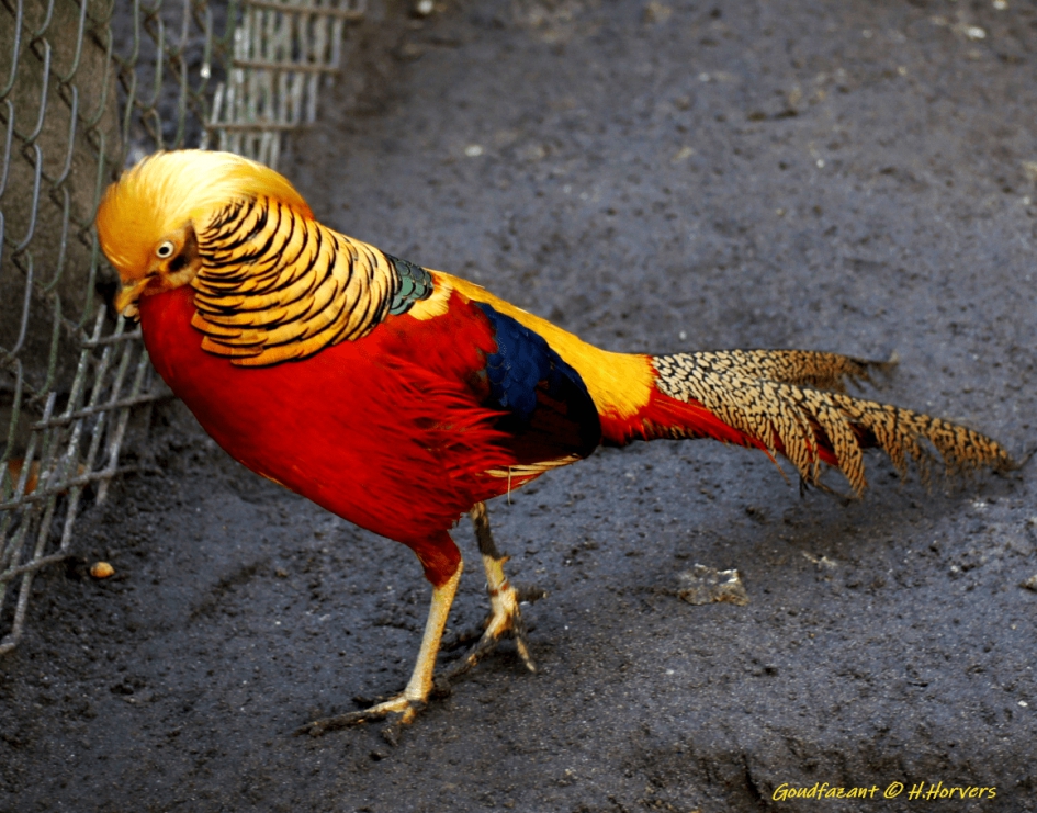Goudfazant - Vogels - Goudfazant