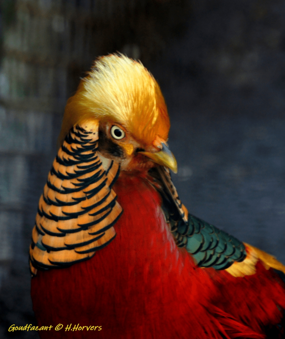 Goudfazant - Vogels - Goudfazant