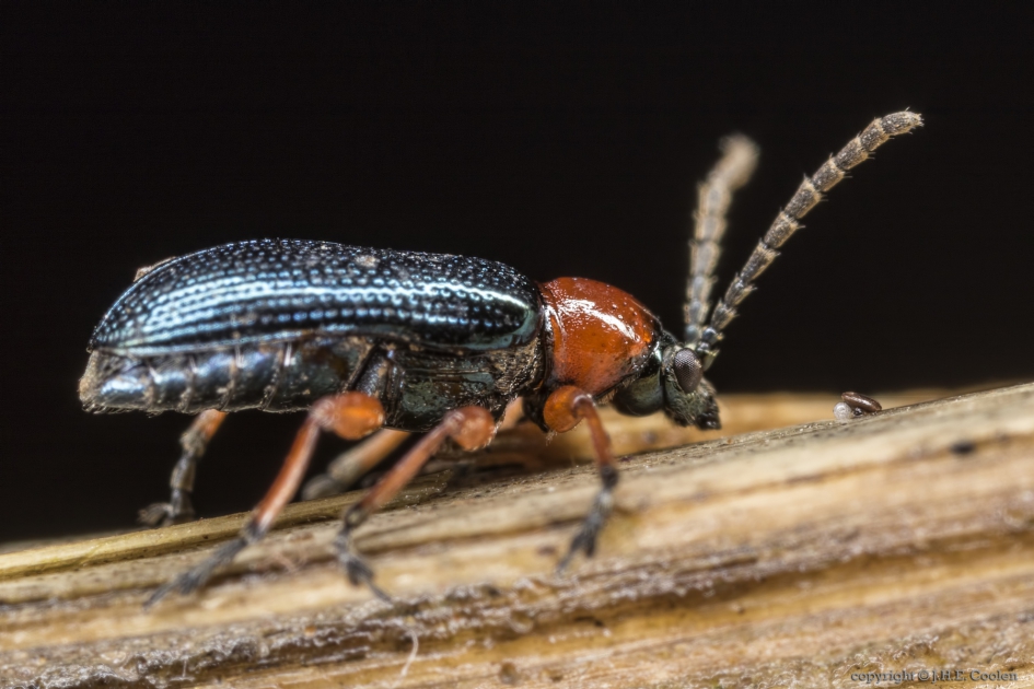 Grasgoudhaantje (Oulema melanopus) - Geleedpotigen - Grasgoudhaantje