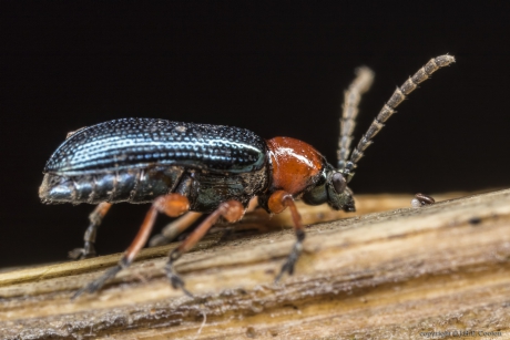 Grasgoudhaantje (Oulema melanopus)