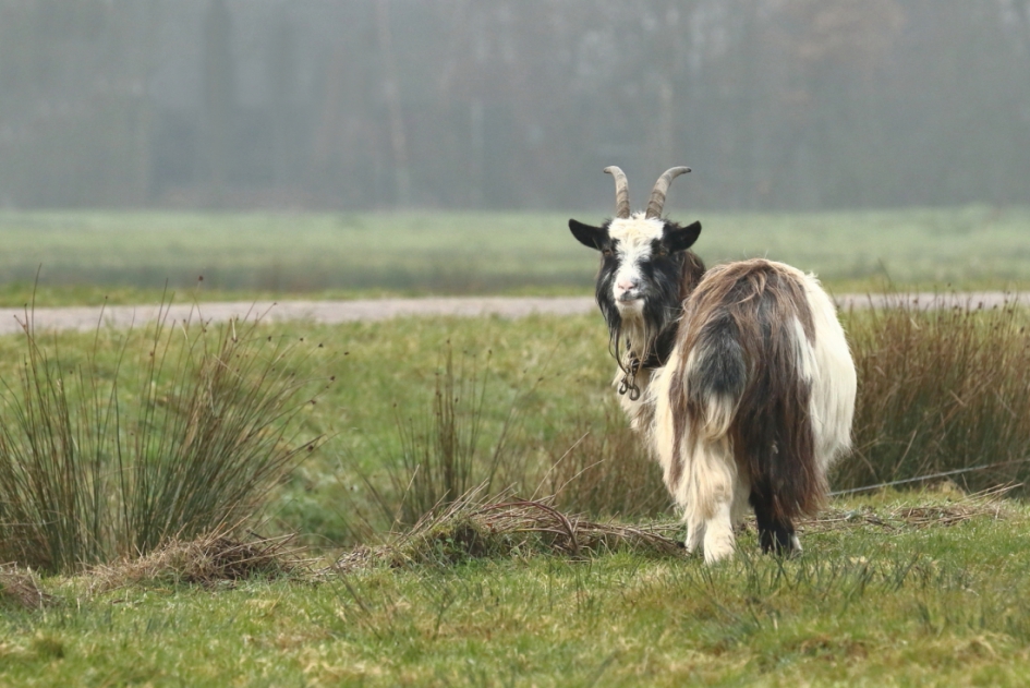 grasmaaier - Zoogdieren - 