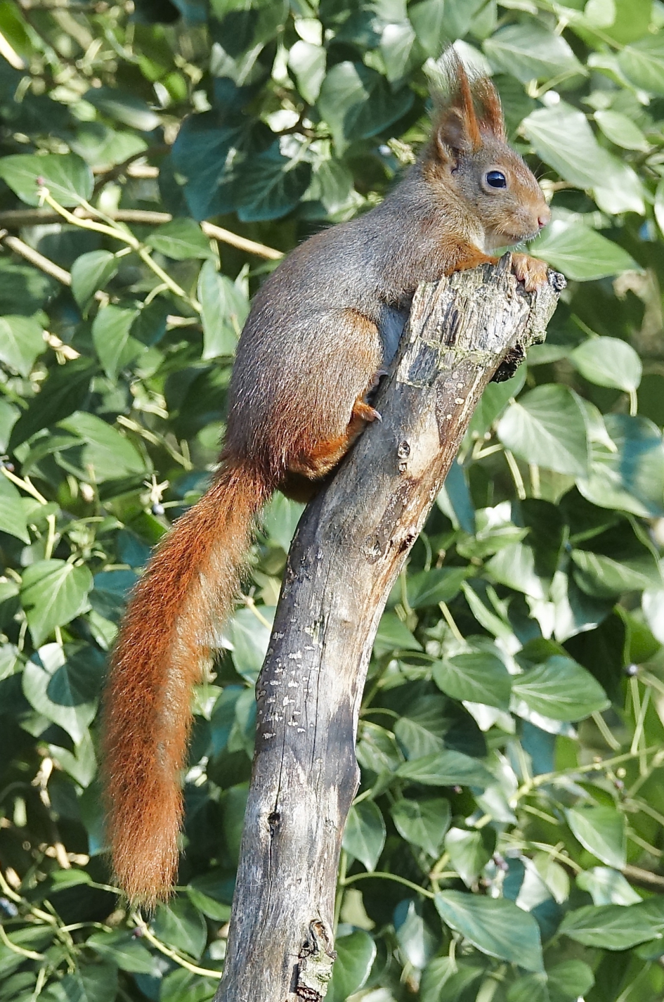 Grijs-Rood - Zoogdieren - Eekhoorn