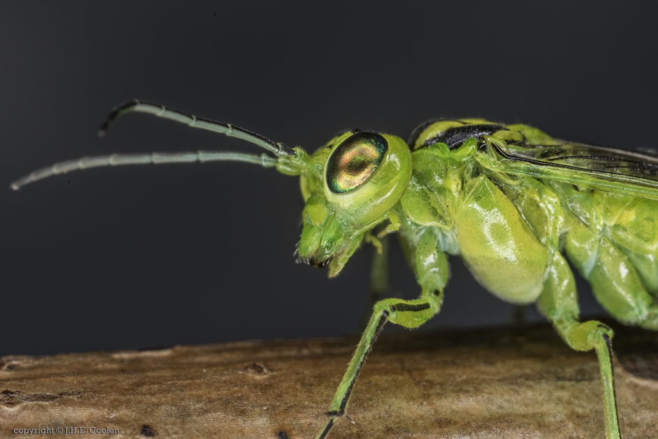 Groene bladwesp (Rhogogaster viridis) - Geleedpotigen - Groene bladwesp