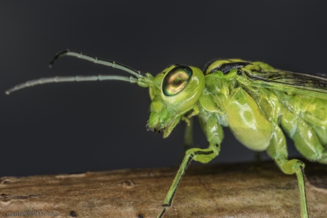 Groene bladwesp (Rhogogaster viridis)