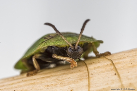 Groene schildpadkever (Cassida rubiginosa)