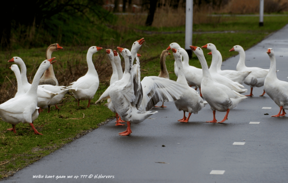 Groep Ganzen - Vogels - Groep Ganzen