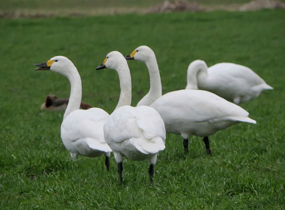 Groepsvergadering? - Vogels - Kleine zwaan