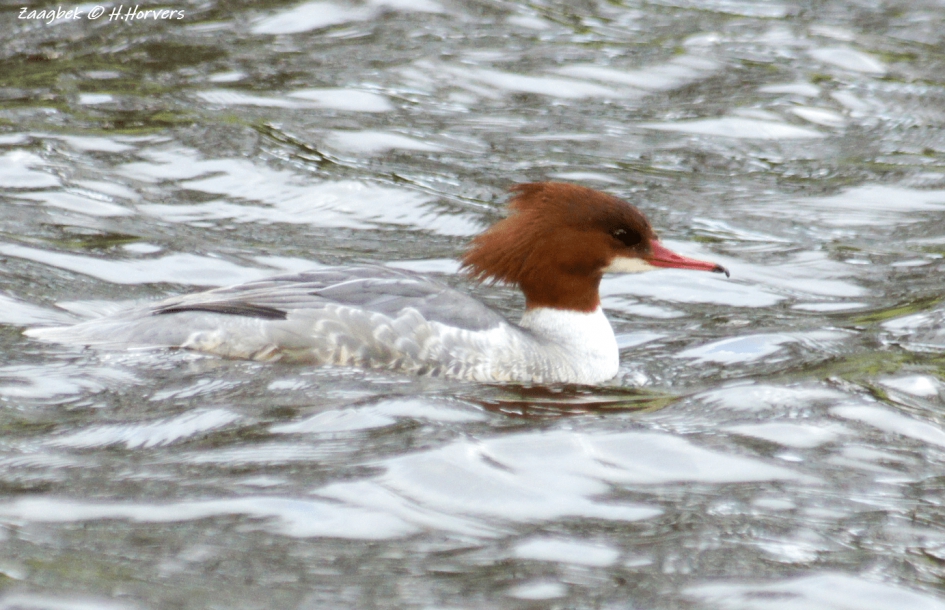 Grote Zaagbek - Vogels - Grote Zaagbek