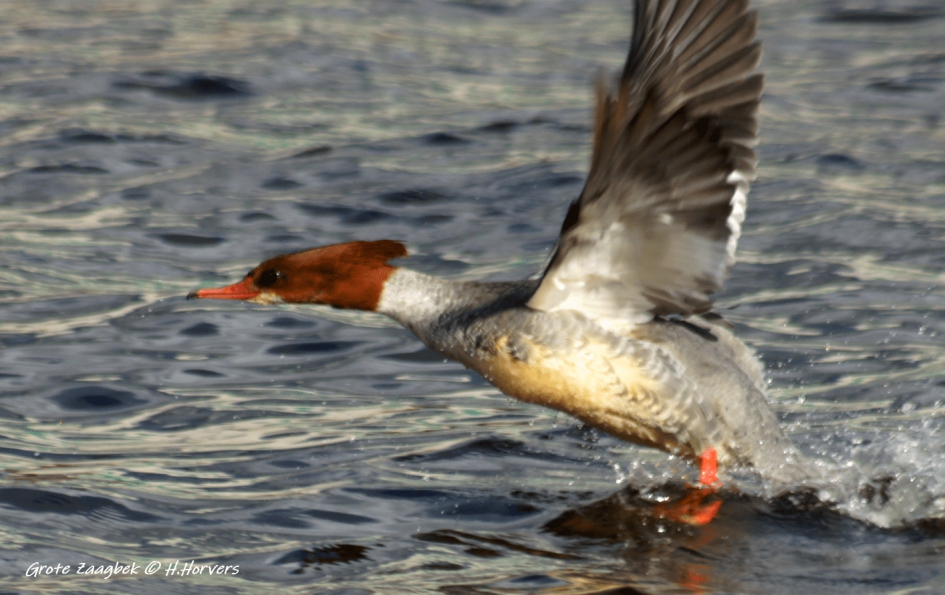 Grote Zaagbek - Vogels - Grote Zaagbek