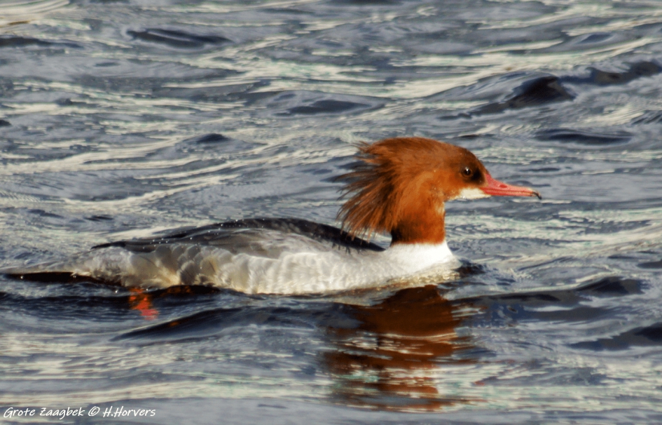 Grote zaagbek - Vogels - Grote Zaagbek