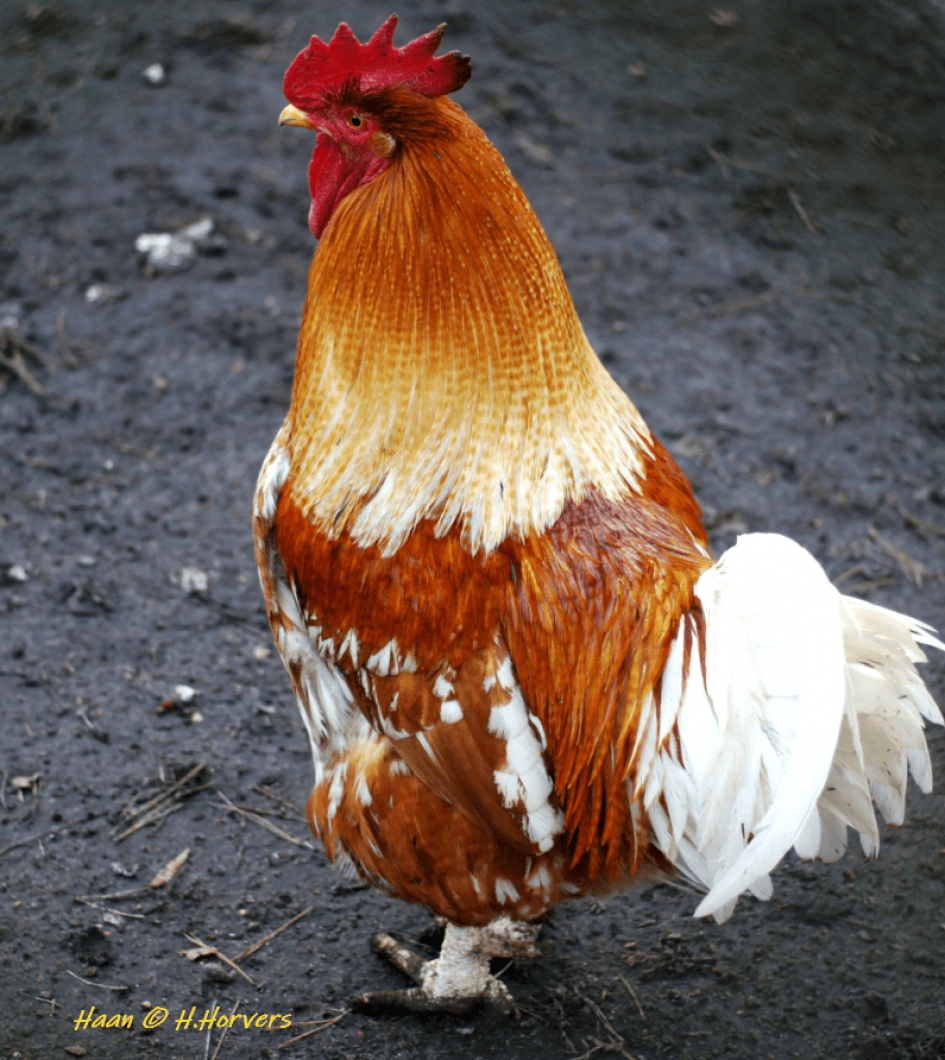 Haan - Vogels - Haan